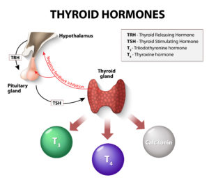 thyroid hormones illustration