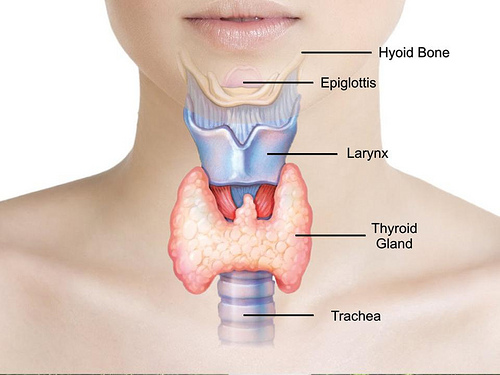 Thyroid Replacement