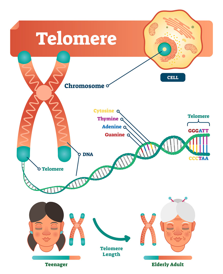 graphic of a telomere showing how it shortens as we age.