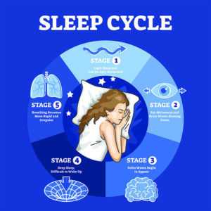 graphic of the sleep cycle